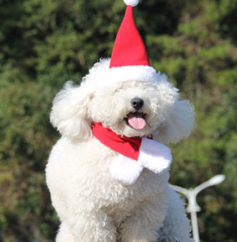 2-Piece Pet Santa Costume Set: Hat and Cape for Cats & Small Dogs