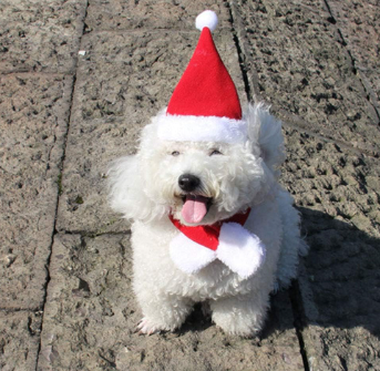 2-Piece Pet Santa Costume Set: Hat and Cape for Cats & Small Dogs